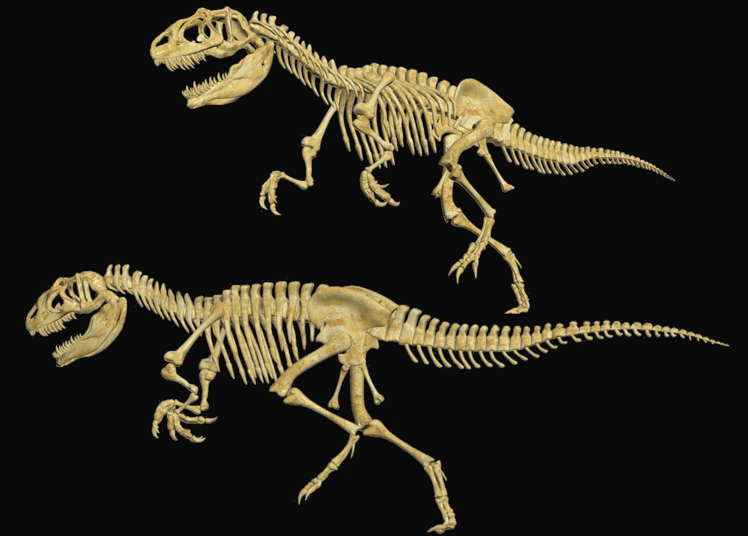 Modélisation 3d squelette dinosaure - Graphiste 3D freelance